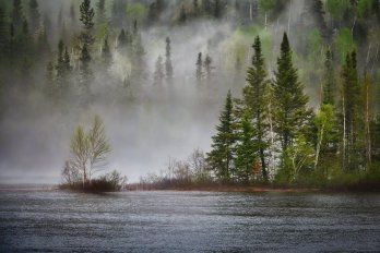 Misty evergreen trees along the banks of a large river