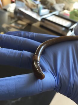 Earthworm beign held by hand in blue surgical glove.